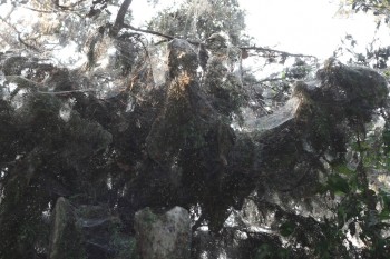 Colonie d'araignées dans la réserve naturelle de Tawakoni.  Crédit photo: Wikimedia Commons.
