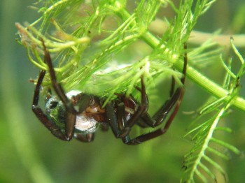 Araignée avec sa bulle.  Crédit photo: Wikimedia Commons.