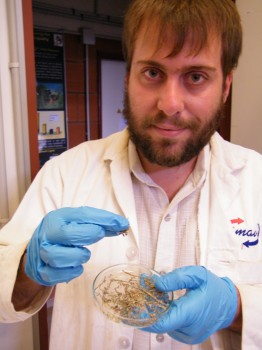 Thibaud Sauvageon montre ses fibres avant de les traiter