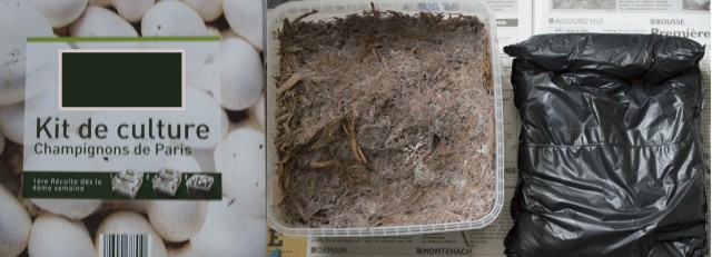 Le kit est composé d'un sac de terreau et de compost avec le mycélium (Partie végétative des champignons) et d'un couvercle.