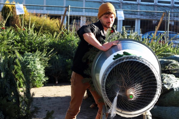 La mise en filet des sapins : dernière étape avant la vente. ©Lucas Hueber