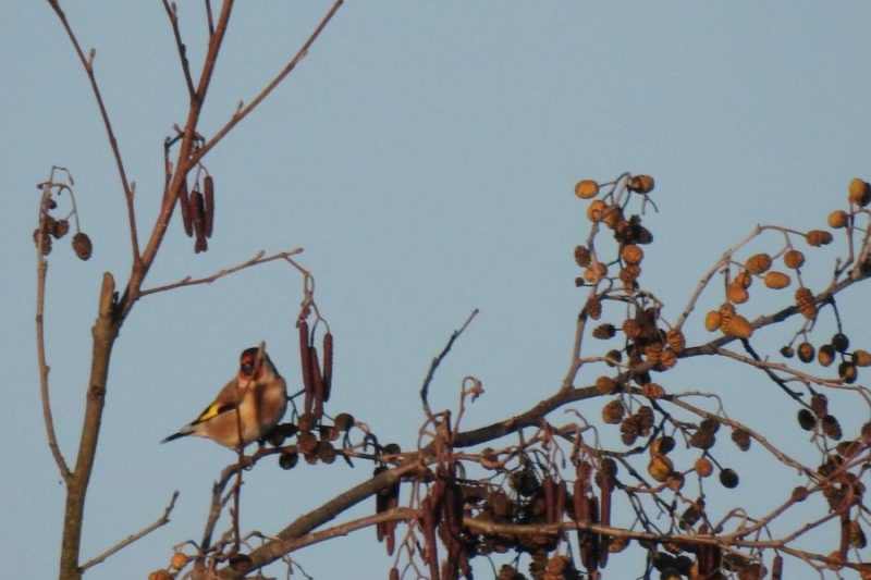 Chardonneret élégant