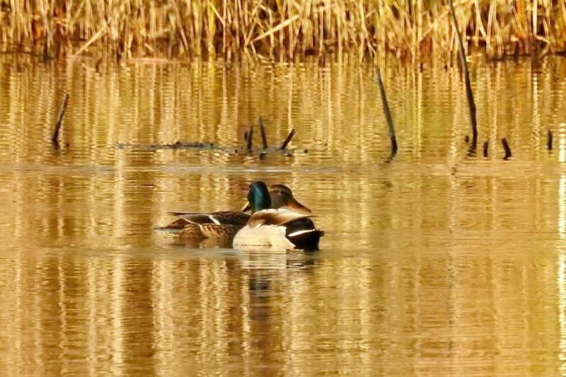 Couple de canards colvert