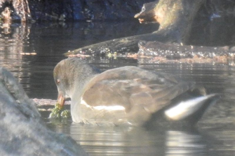 Gallinule poule d'eau