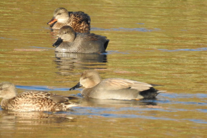 Couples de canards chipeau