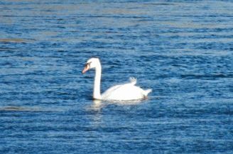 Cygne tuberculé