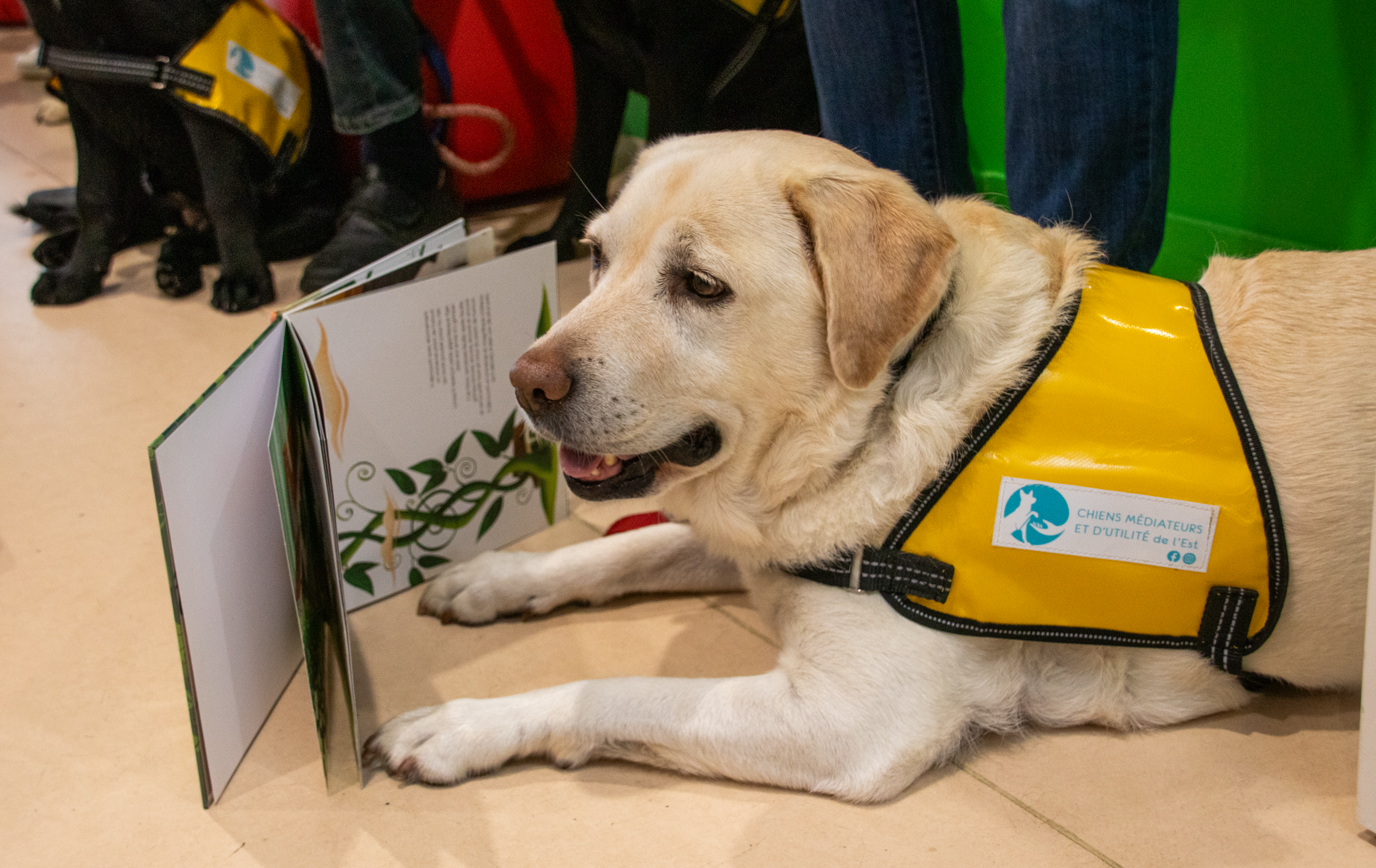 Le chien médiateur pourrait bien se mettre à la lecture...