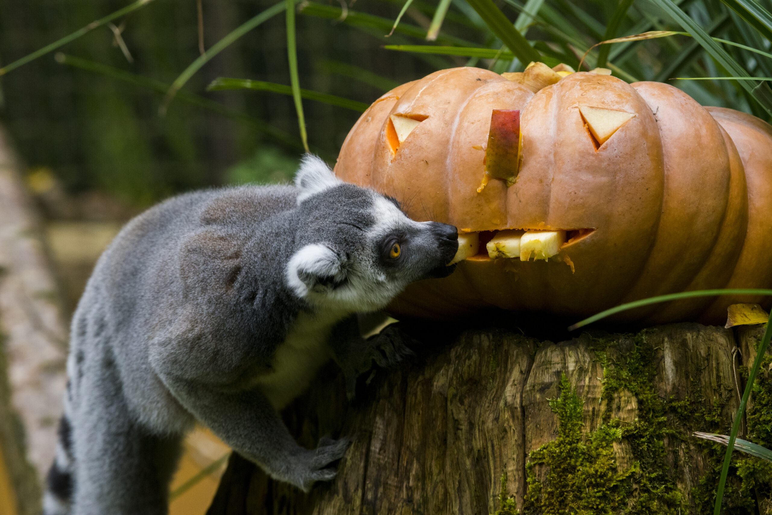 Crédit photo : zoo d'Amnéville