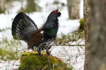 Malgré l'opération de réintroduction du Grand Tétras dans les Vosges, le nombre de spécimens vivants ne cesse de diminuer. Photo de Mathijs de Koning sur Unsplash